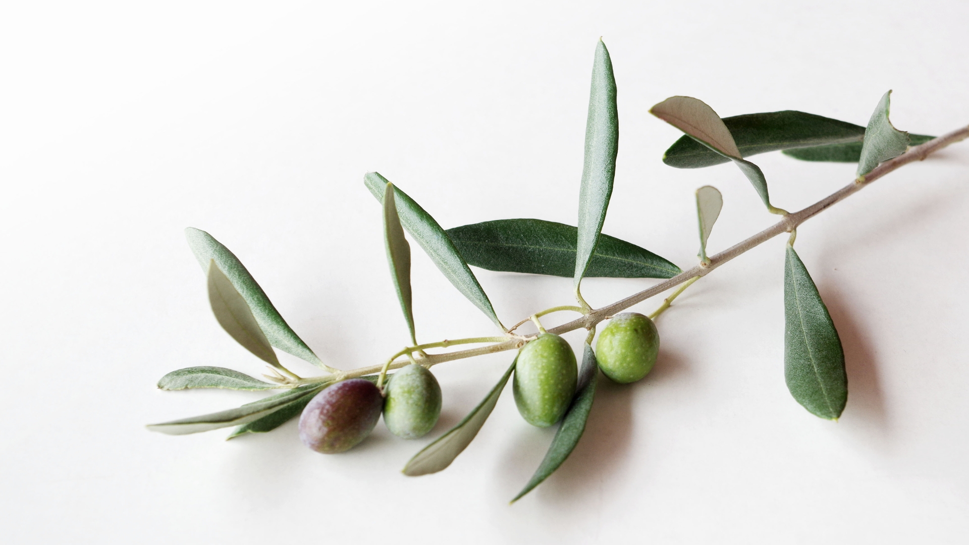 　　QUINTESSENCE（カンテサンス）